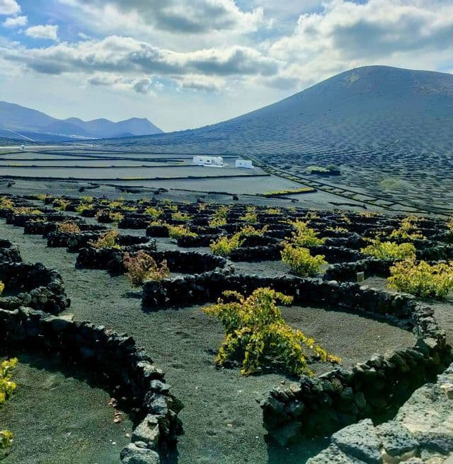 Viñas verdes creciendo en hoyos rodeados por muros de piedra curvos en un vasto paisaje volcánico con una gran colina al fondo.