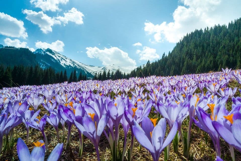 A low-angle shot of a field of purple crocuses blooming in a mountain meadow, with snow-capped peaks and a pine forest in the background.