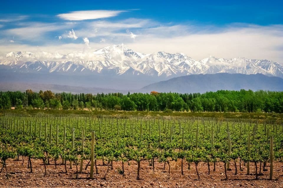Rows of grapevines in a vineyard with a backdrop of green trees and snow-capped mountains under a blue sky.