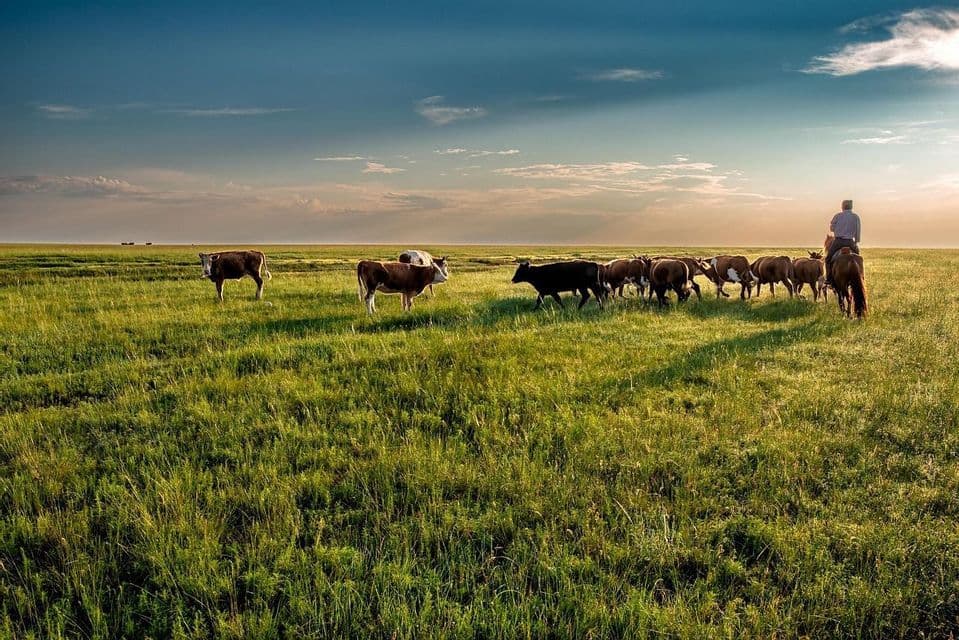 A herder on horseback guides a herd of cattle across a vast green pasture during sunset.