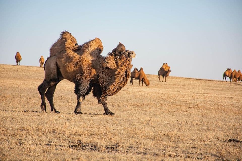 A shaggy Bactrian camel walks across a dry steppe with its herd grazing in the background under a clear sky.