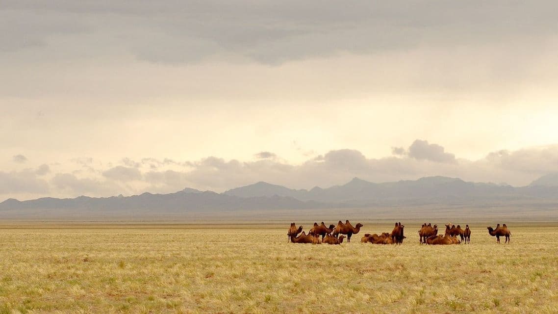 Eine Herde baktrischer Kamele ruht auf einer weiten Grassteppe mit einer Bergkette im fernen Hintergrund unter einem bewölkten Himmel.