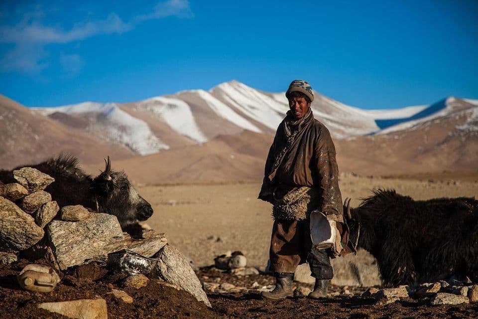 Eine Person in warmer Kleidung steht mit zwei Yaks in einer felsigen, kargen Landschaft mit schneebedeckten Bergen im Hintergrund.