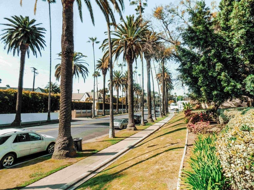 Una strada ampia e soleggiata fiancheggiata da alte palme, con auto parcheggiate lungo un marciapiede e un pendio erboso.