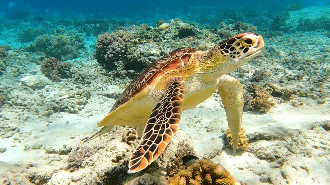 Eine grüne Meeresschildkröte schwimmt über einem Korallenriff auf dem sandigen Meeresboden unter klarem blauem Wasser.