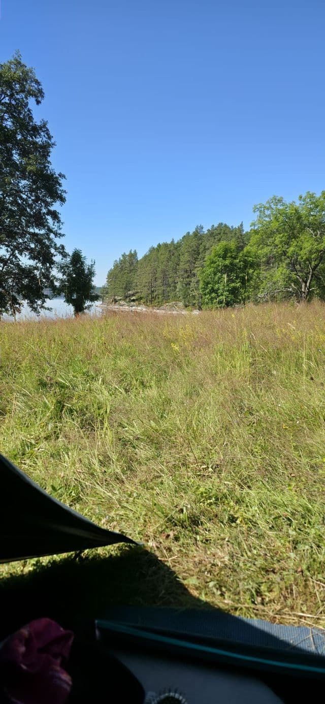 Blick aus niedrigem Winkel von einem Feld mit hohem Gras auf eine bewaldete Küste unter klarem blauem Himmel.