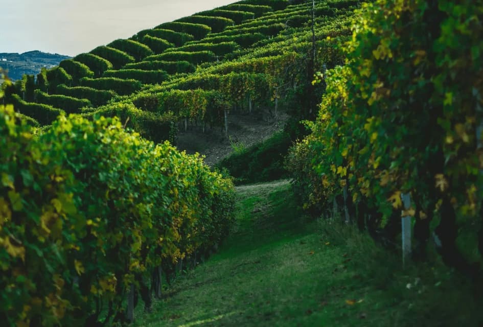 Un sentiero erboso corre tra filari di rigogliose viti verdi su un vigneto terrazzato in collina.