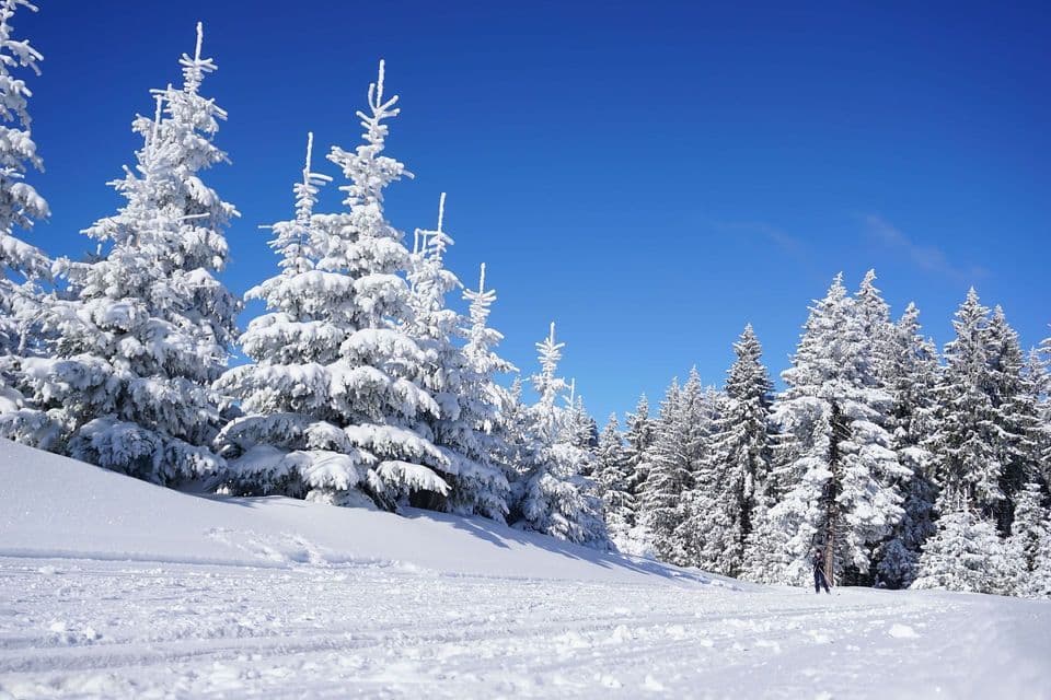 Un paesaggio innevato con abeti coperti di neve fresca sotto un cielo azzurro e limpido.