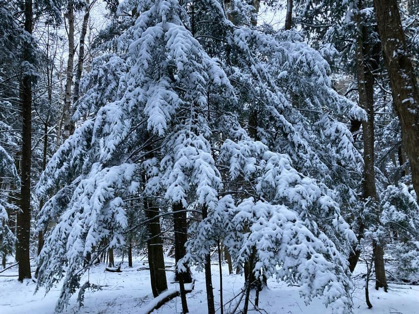 Un grande albero sempreverde in una foresta, i suoi rami pesantemente carichi di uno spesso strato di neve bianca.