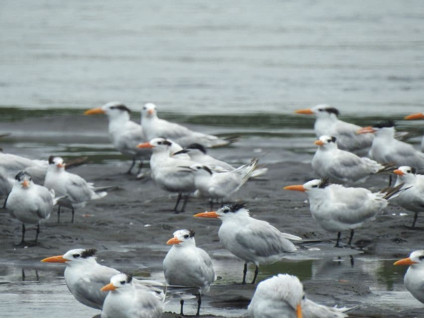 Uno stormo di sterne reali con becchi arancioni e creste nere si trova su una riva umida e fangosa, accanto all'acqua.