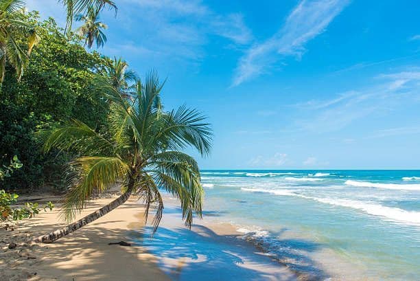 A palm tree leans over a sandy beach, its shadow falling on the sand as turquoise waves wash ashore under a blue sky.