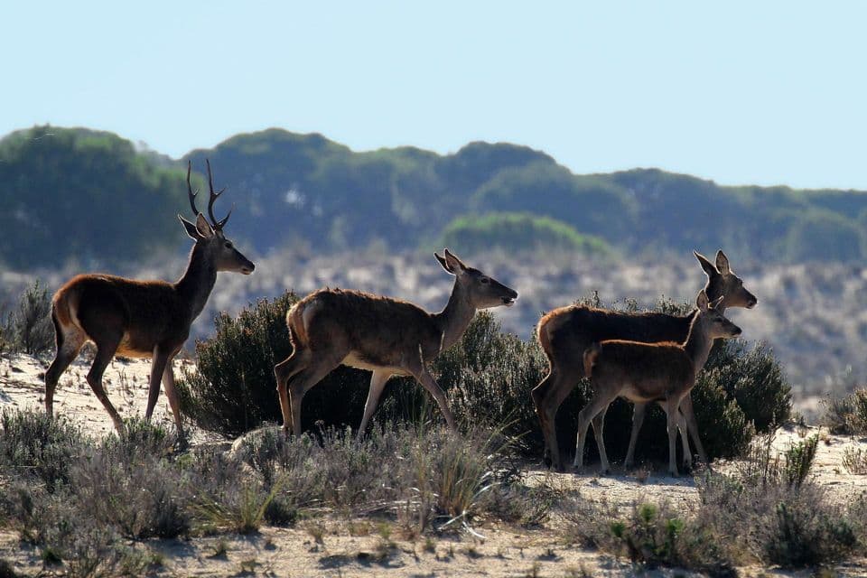 Un branco di cervi, con un maschio dalle corna, avanza in fila in un paesaggio sabbioso con bassi cespugli.