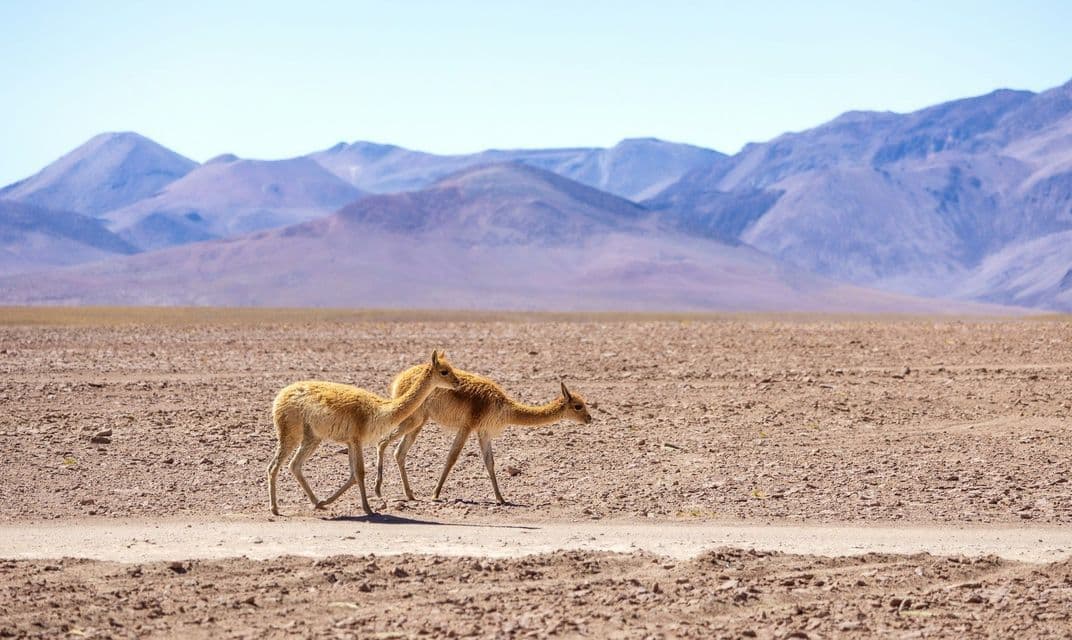 Due vigogne che camminano su un paesaggio arido e roccioso con una catena di montagne viola in lontananza.