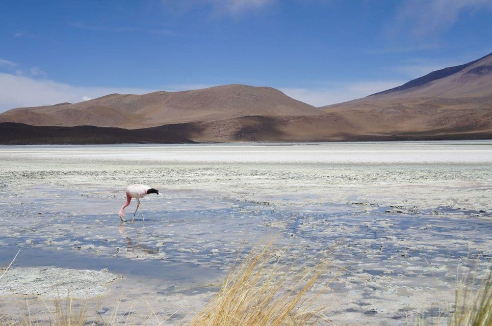 Un fenicottero rosa con la testa abbassata guada in una salina poco profonda con colline marroni e brulle sullo sfondo sotto un cielo azzurro.