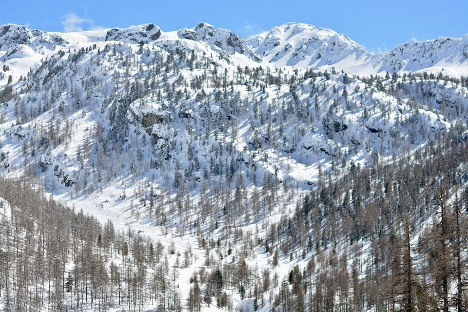 A wide shot of a snow-covered mountain range with sparse larch and pine trees under a clear blue sky.