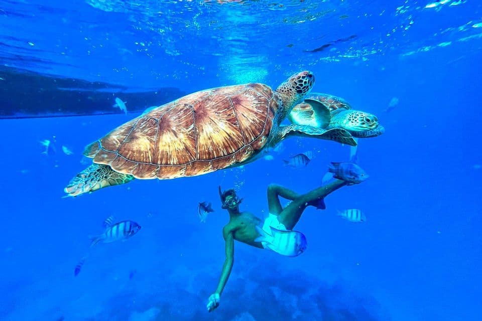 Eine Person schnorchelt neben einer großen Meeresschildkröte und kleinen Fischen im klaren blauen Wasser.