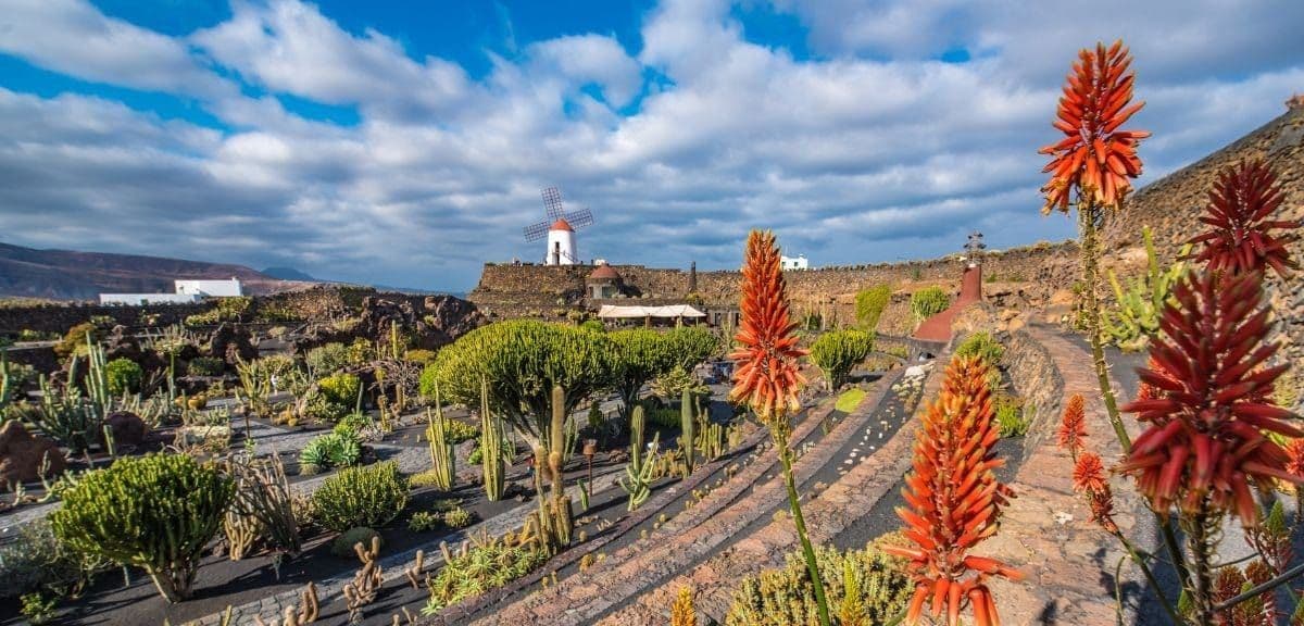 Un giardino terrazzato ricco di varietà di cactus e alti fiori arancioni, con un tradizionale mulino a vento bianco su una collina sullo sfondo.