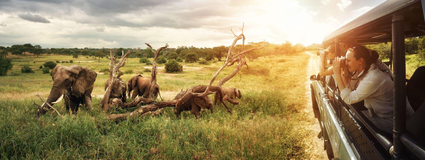 Un viaje en grupo de WeRoad fotografía una manada de elefantes desde un jeep de safari en una sabana de hierba al atardecer.