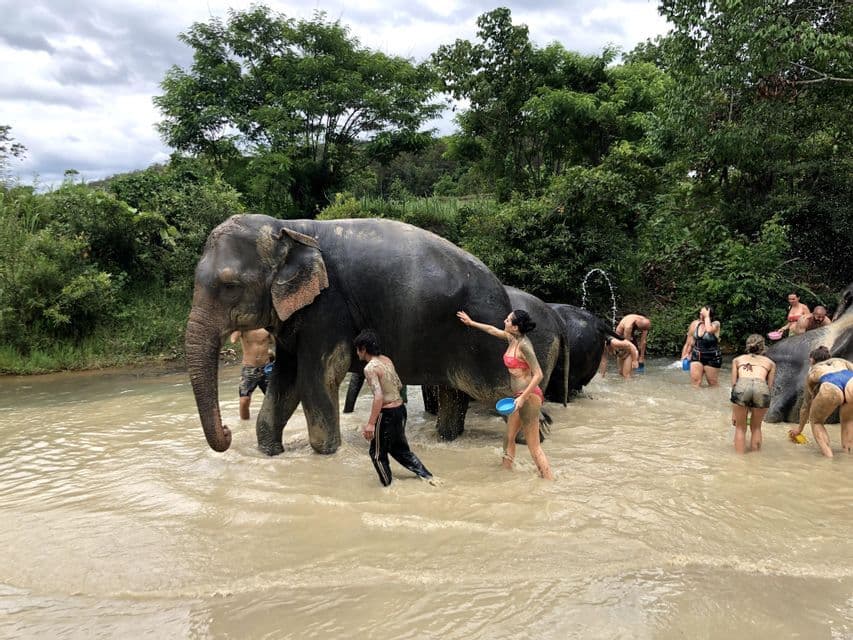 Un viaggio di gruppo WeRoad che bagna e lava diversi elefanti in un fiume fangoso, circondato da una lussureggiante foresta verde.