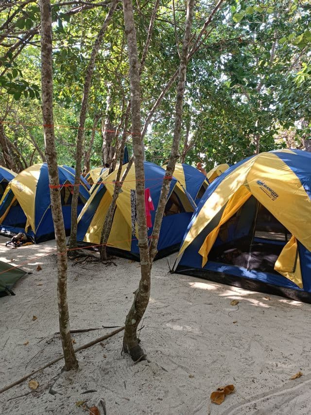 Una fila di tende da campeggio blu e gialle piantate su sabbia bianca tra alberi slanciati con foglie verdi.
