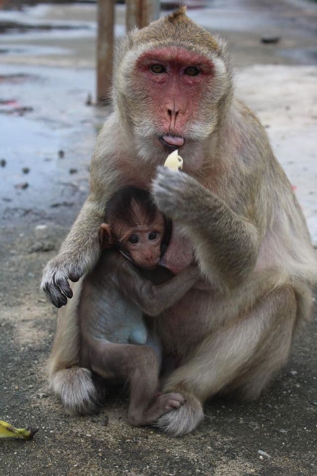 Un macaco adulto mangia un pezzo di frutta con la lingua di fuori mentre il suo cucciolo si aggrappa al petto.