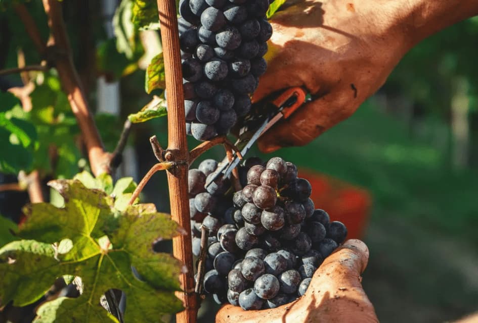 Primo piano di mani che raccolgono un grappolo d'uva scura da una vite in un vigneto baciato dal sole.