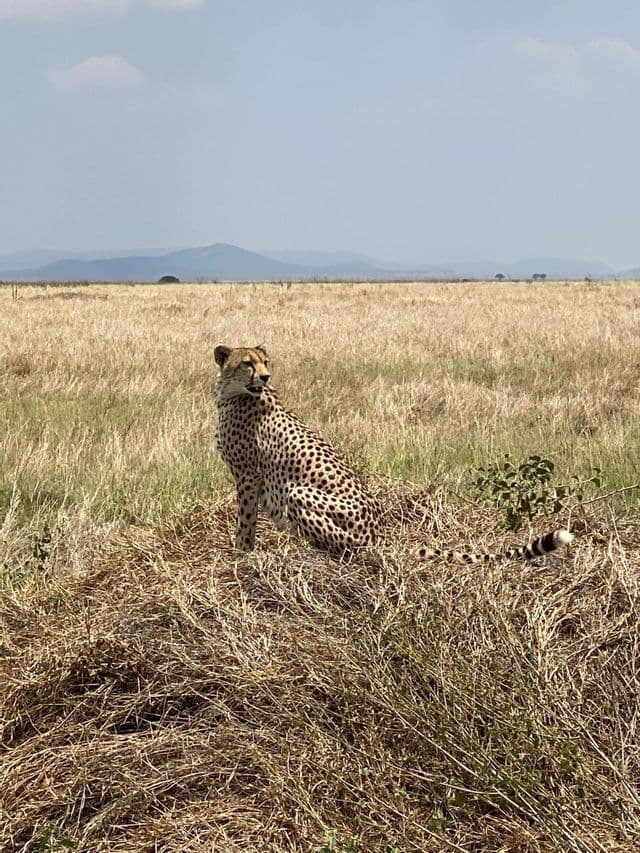 Un ghepardo siede in una savana di erba alta e secca, volgendo lo sguardo all'indietro con montagne distanti all'orizzonte.