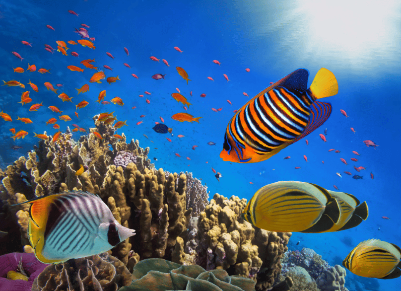 Des poissons tropicaux aux couleurs vives, dont des poissons-anges et des poissons-papillons, nagent au-dessus d'un récif corallien dans une eau bleue et claire, sous la lumière du soleil venant d'en haut.