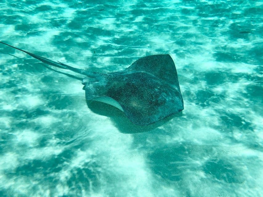 A dark stingray swims in clear turquoise water, casting a shadow on the sandy seabed below.
