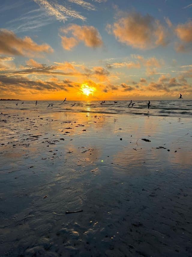 Birds fly low over the ocean and wet sand during a golden sunset, with clouds reflecting on the water's surface.