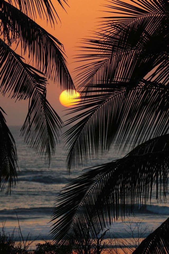 Der Sonnenuntergang über dem Meer ist durch die Silhouetten mehrerer Palmenwedel zu sehen.