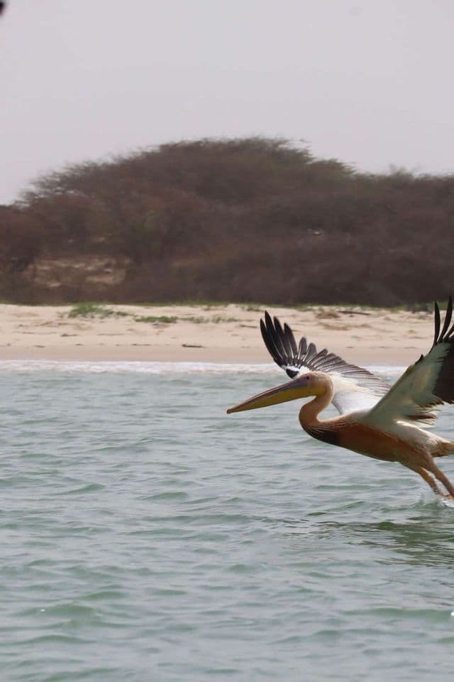Ein Rosapelikan mit ausgebreiteten Flügeln fliegt tief über dem Wasser und streift die Oberfläche nahe einem Sandstrand mit Bäumen.