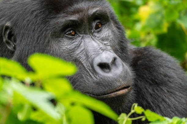 Un primo piano del volto di un gorilla con pelliccia scura e occhi marroni, circondato da foglie verdi sfocate.