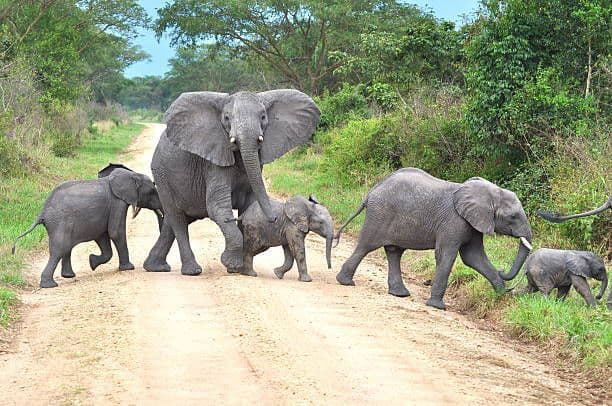 Una famiglia di elefanti adulti e cuccioli attraversa insieme una strada sterrata, circondata da alberi e vegetazione lussureggiante.