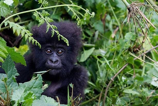 Un giovane gorilla nero con grandi occhi marroni siede parzialmente nascosto tra la fitta e verde vegetazione della giungla.