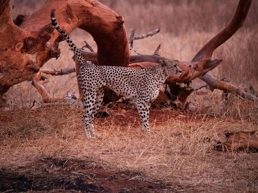 Un ghepardo è in piedi con la coda alzata accanto a un grande tronco d'albero rossastro in una savana secca ed erbosa.