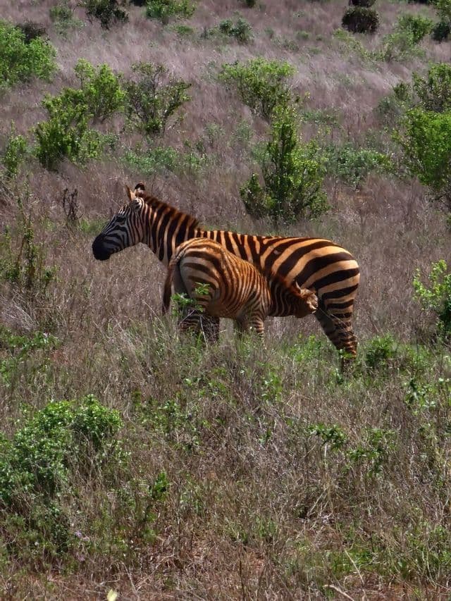 Un puledro di zebra si nutre dalla madre mentre si trova in un campo erboso con cespugli verdi sparsi.