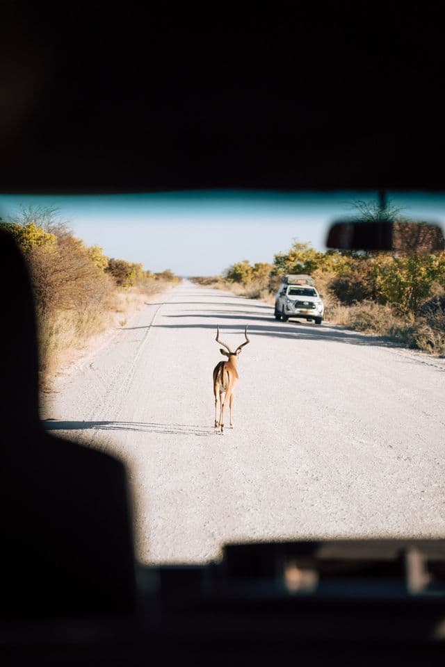 Blick aus dem Fahrzeug auf ein männliches Impala, das eine lange, gerade Schotterpiste entlanggeht, mit einem weiteren Safari-Fahrzeug in der Ferne.