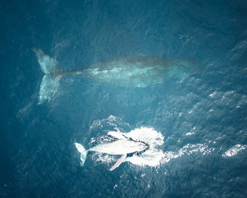Una vista aérea de una ballena adulta y su cría nadando en aguas profundas y azules del océano, la cría chapoteando en la superficie.