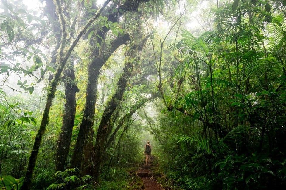 Une personne avec un sac à dos marche sur un sentier à travers une jungle verte dense et brumeuse, avec des arbres couverts de mousse s'arquant au-dessus.