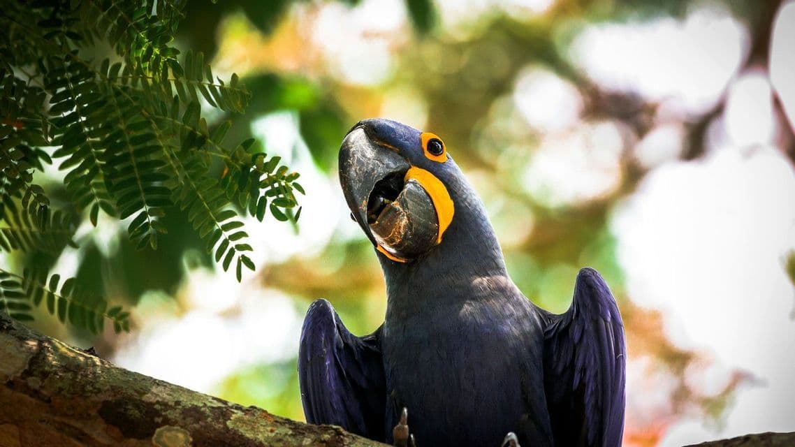 Ein dunkelblauer Ara mit gelbem Augenstreif sitzt auf einem Ast und hält eine große Nuss im Schnabel vor einem Blätterhintergrund.