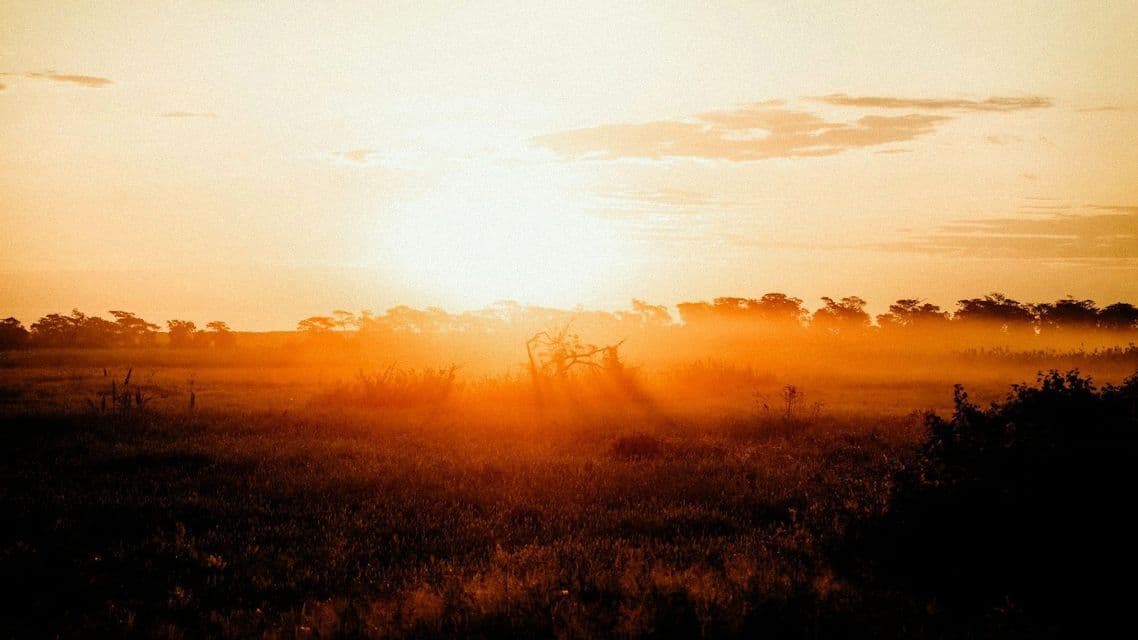 Eine grüne Wiese bei Sonnenaufgang, mit goldenem Licht, das durch tiefen Nebel dringt und Bäume im Hintergrund silhouettiert.