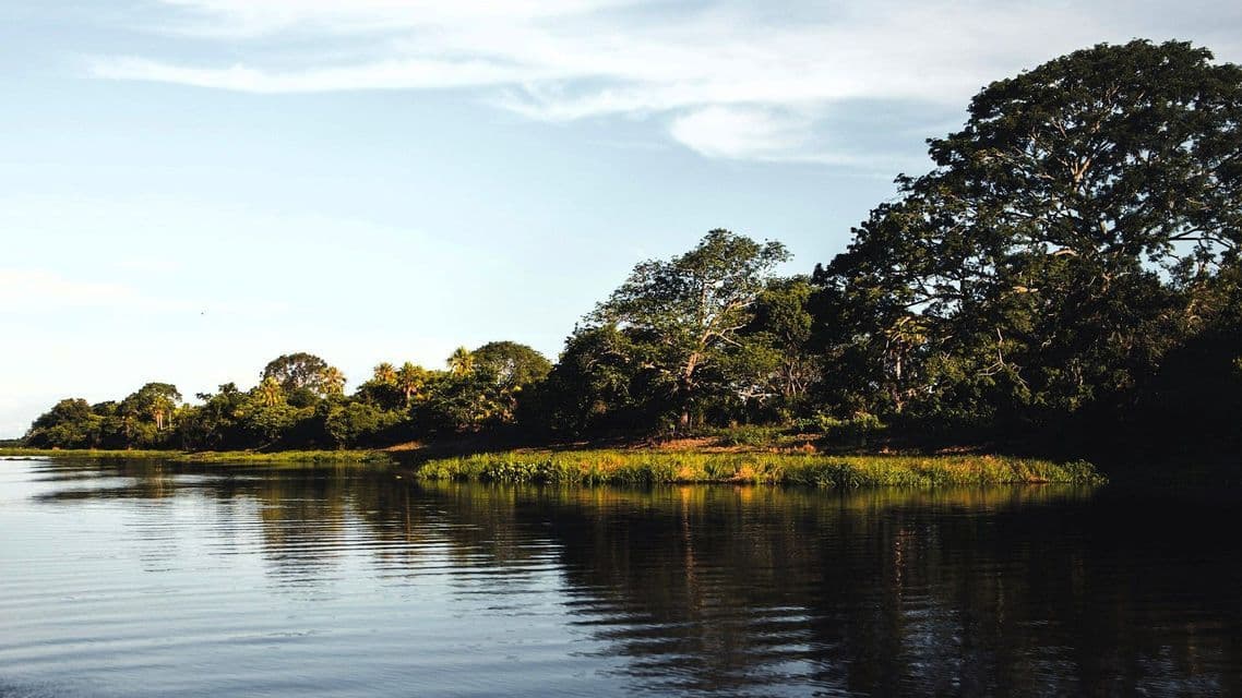 Ein dichter, grüner Wald am Flussufer spiegelt sich im ruhigen Wasser unter einem hellblauen Himmel.
