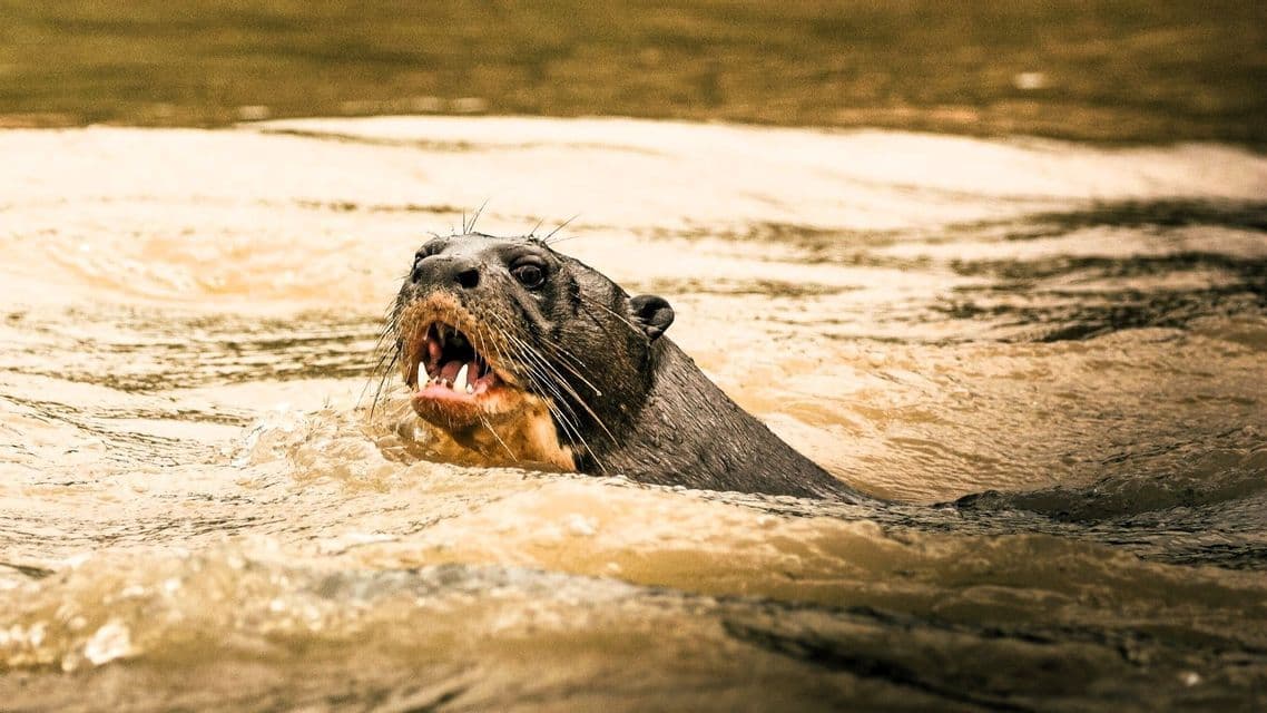 Nahaufnahme von einem Riesenotter in trübem Wasser mit weit geöffnetem Maul, der seine Zähne zeigt.