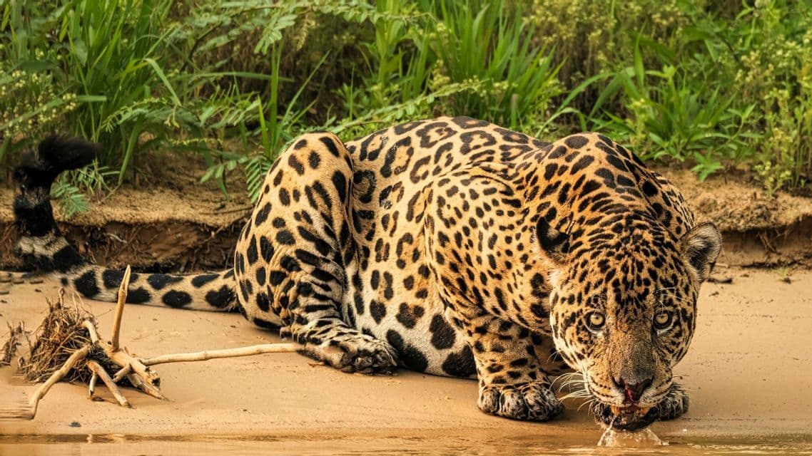 Ein Jaguar kauert an einem sandigen Flussufer, trinkt Wasser aus dem Fluss und blickt direkt in die Kamera.