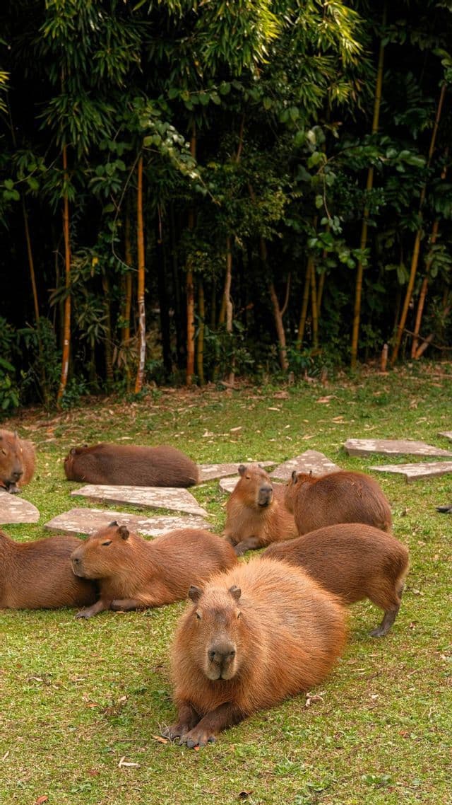 Eine Gruppe Capybaras ruht auf einem grünen Rasen mit Steinplatten vor einem dichten Bambuswald.