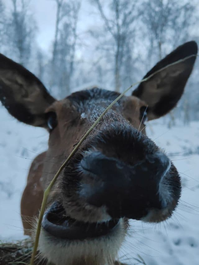 Eine extreme Nahaufnahme einer Elchschnauze in einem verschneiten Wald, mit einer leichten Schneeschicht auf dem Fell.