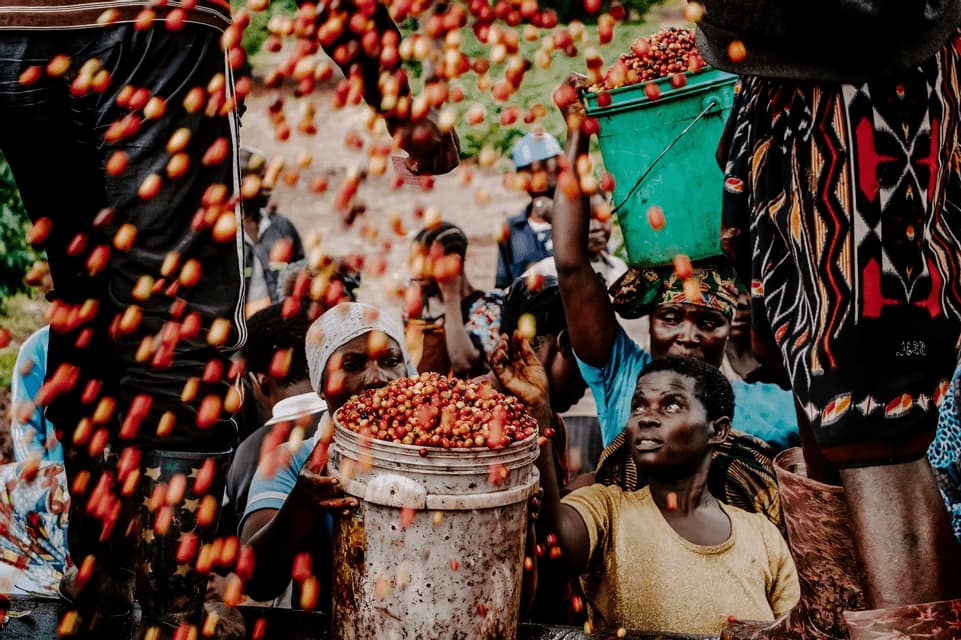 Un gruppo di persone raccoglie il caffè, con ciliegie rosse che cadono dall'alto in grandi secchi.