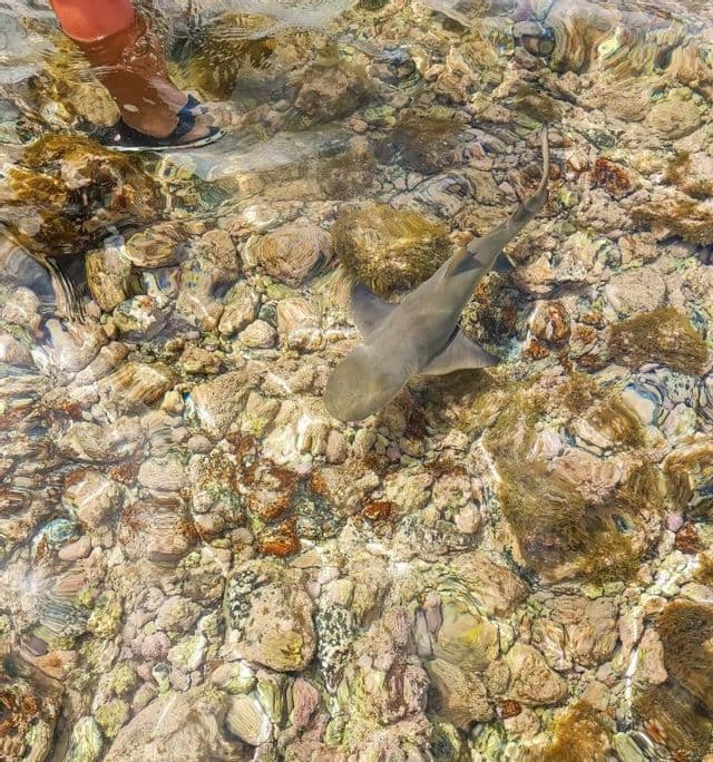 Un piccolo squalo nuota in acque limpide e poco profonde su un fondale roccioso, con il piede di una persona visibile nell'angolo.