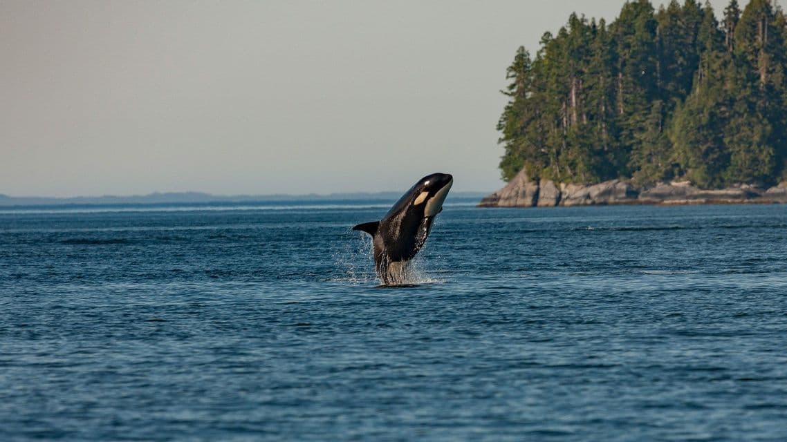 Un'orca salta fuori dall'acqua con uno schizzo, davanti a una lontana costa alberata.